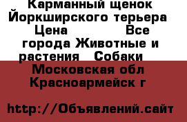 Карманный щенок Йоркширского терьера › Цена ­ 30 000 - Все города Животные и растения » Собаки   . Московская обл.,Красноармейск г.